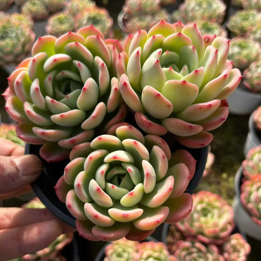 25702 シャルモン