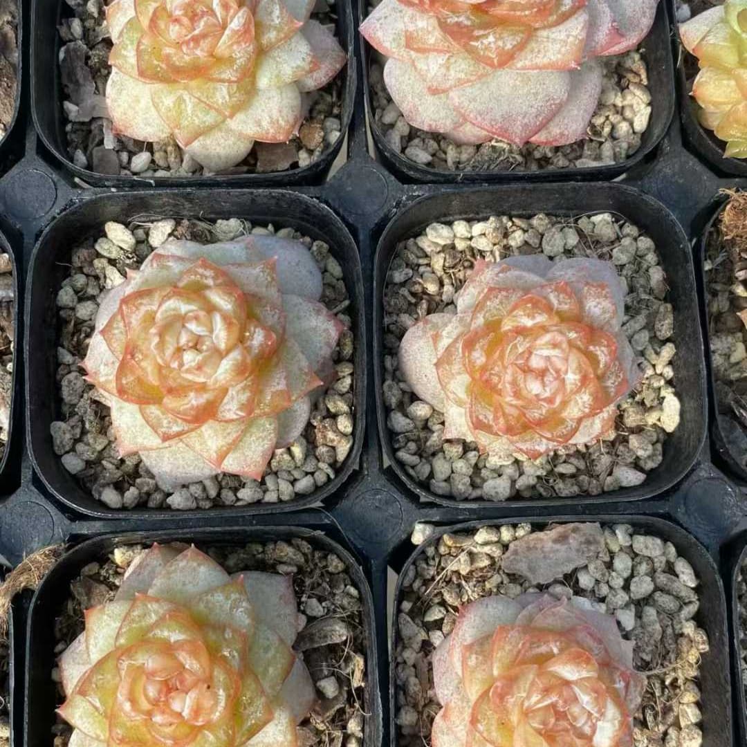 22556  フロイト（9cm pot）