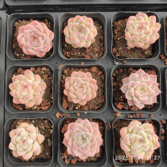 80512 クリームローズ Hyb（6.5cm pot）