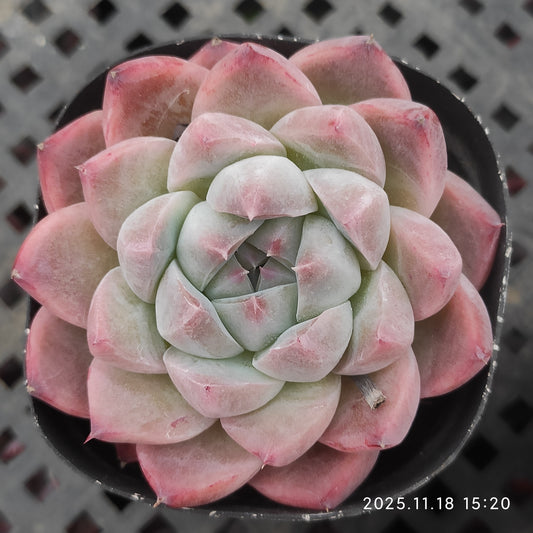 0343 アルバビューティー（6.5cm pot）