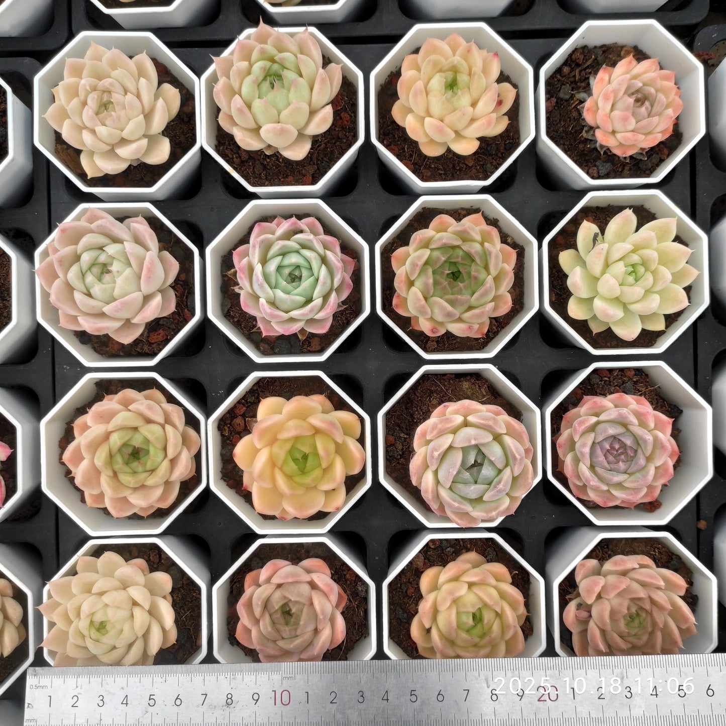 YBB316 新品種　クイーンローズHyb（7cm pot）