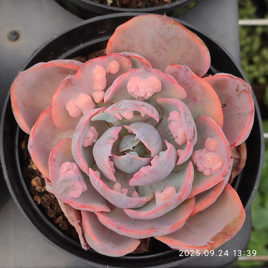 HM146 レインドロップス錦（11cm pot）