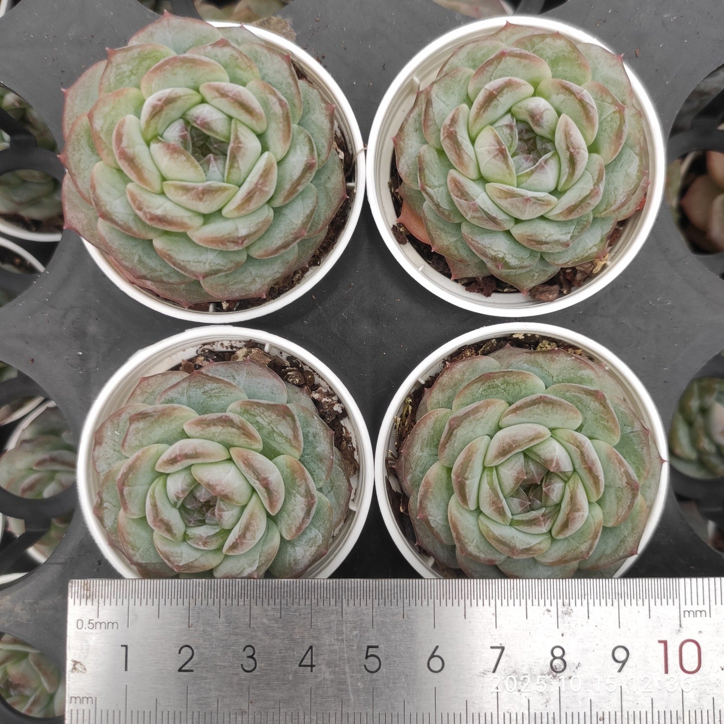 ZZA384 アイス　スピリットHyb（5.5cm pot）