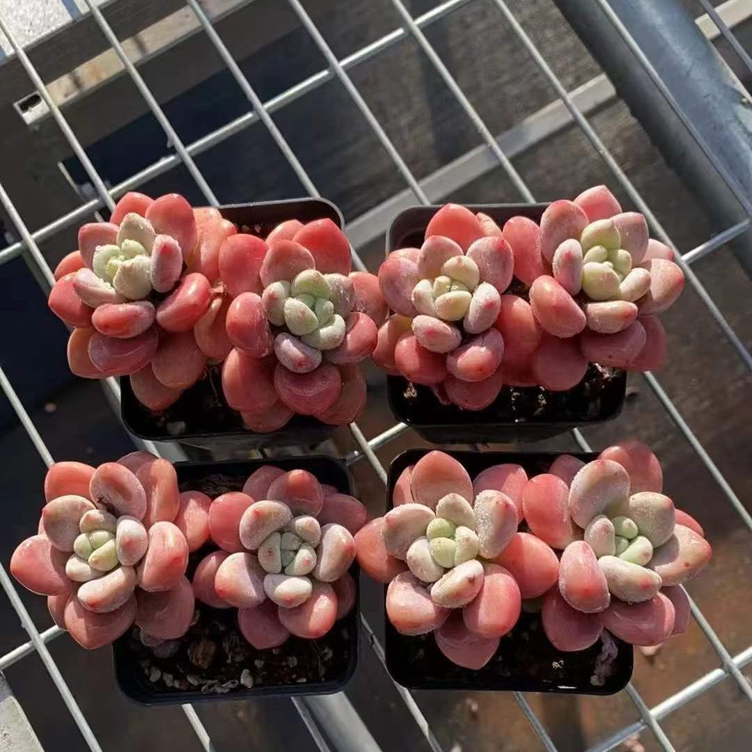 25201 レジェンド