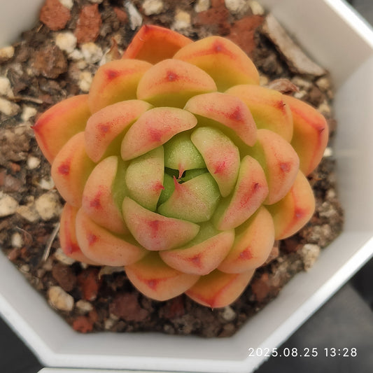 WWA398 マルガン（7cm pot）