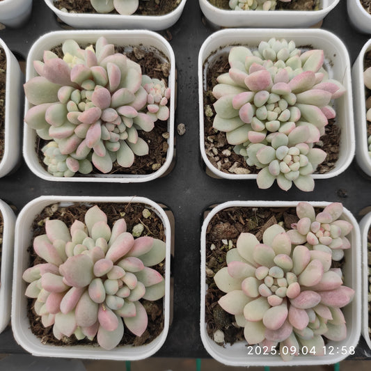 MMY1289 リトルレッドエッグ錦（5.5cm pot）