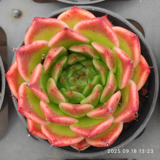 LMM191 オリジナルエリザベス（7cm pot）