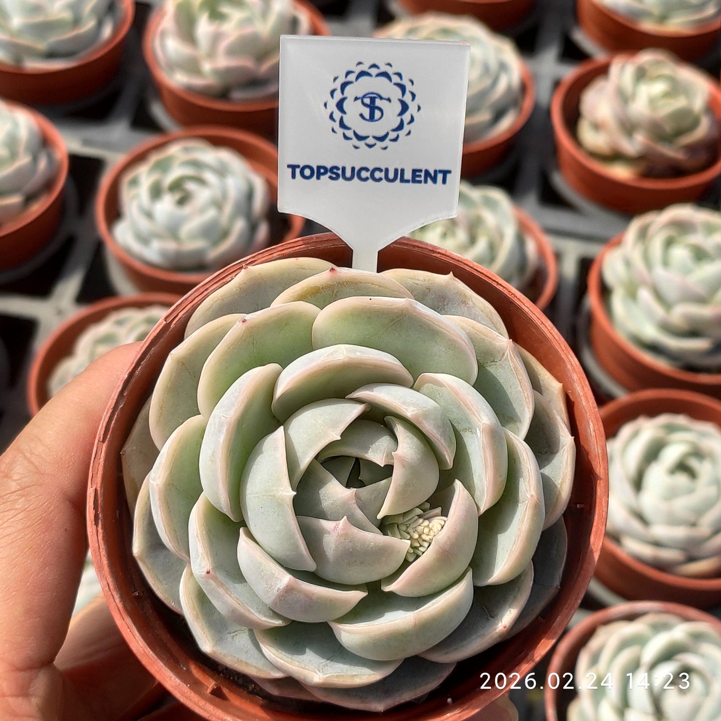 0621 ブルーサプライズ