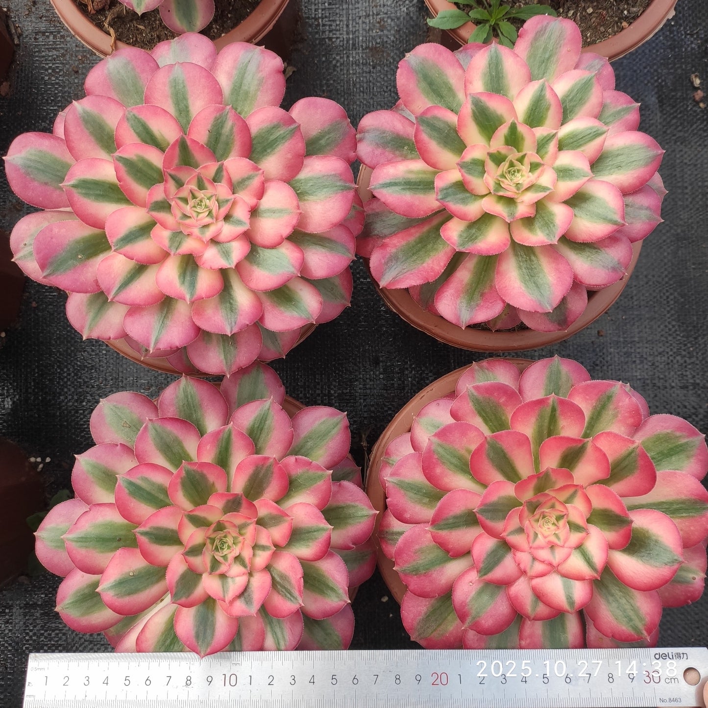 LB072 アエオニウム　ウィッチ（21cm pot）