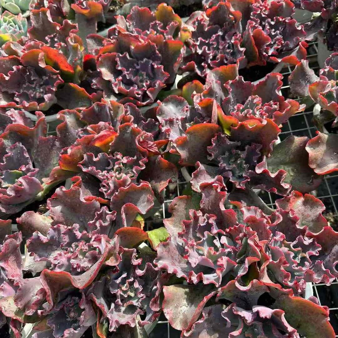 24864 ガール　ドリーム