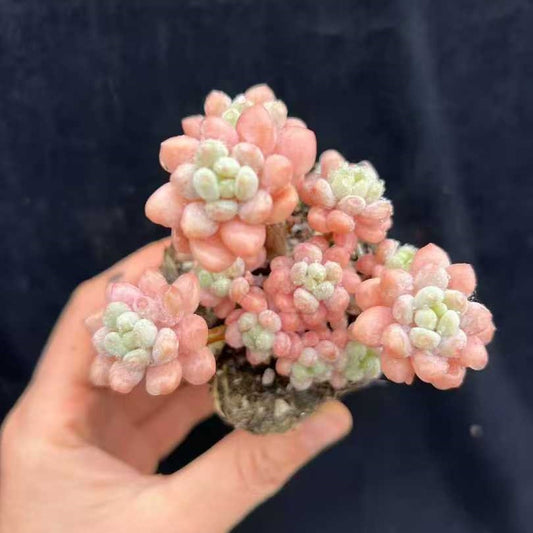 22008 ロココ（7cm pot）