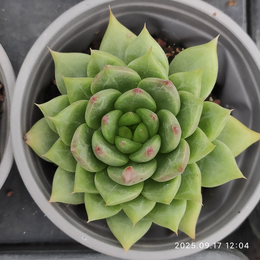 NGN698 スノーマウンテンジェニー（9cm pot）