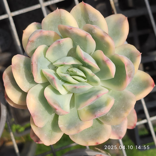 NGN603 ルエラ錦 （9cm pot）