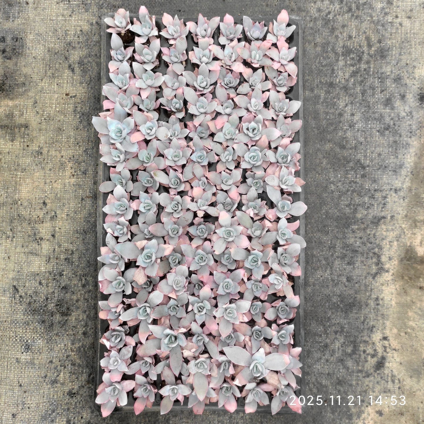 20654  カンテ（3cm pot）（ポット苗）