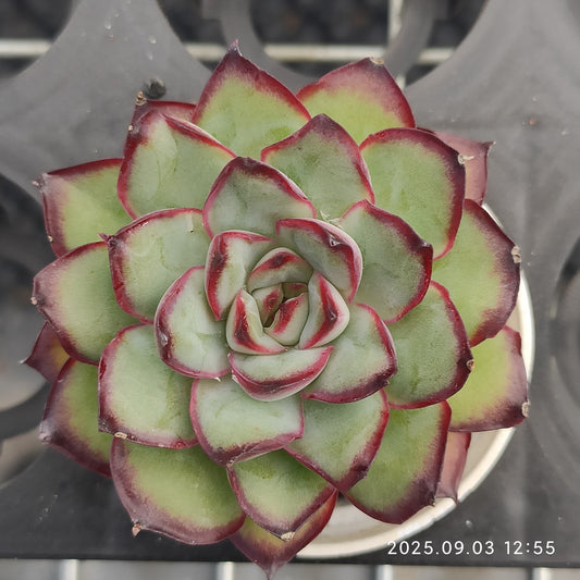 ZZA159 メキシコプリドニス（5.5cm pot）