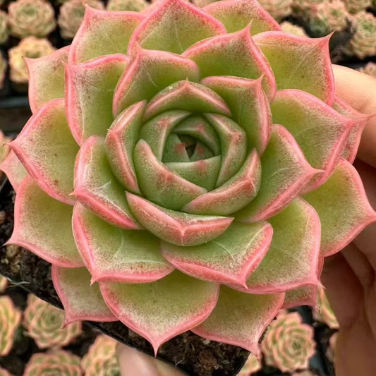 QNY156 ペニンスユラー　ローズ（7cm pot）