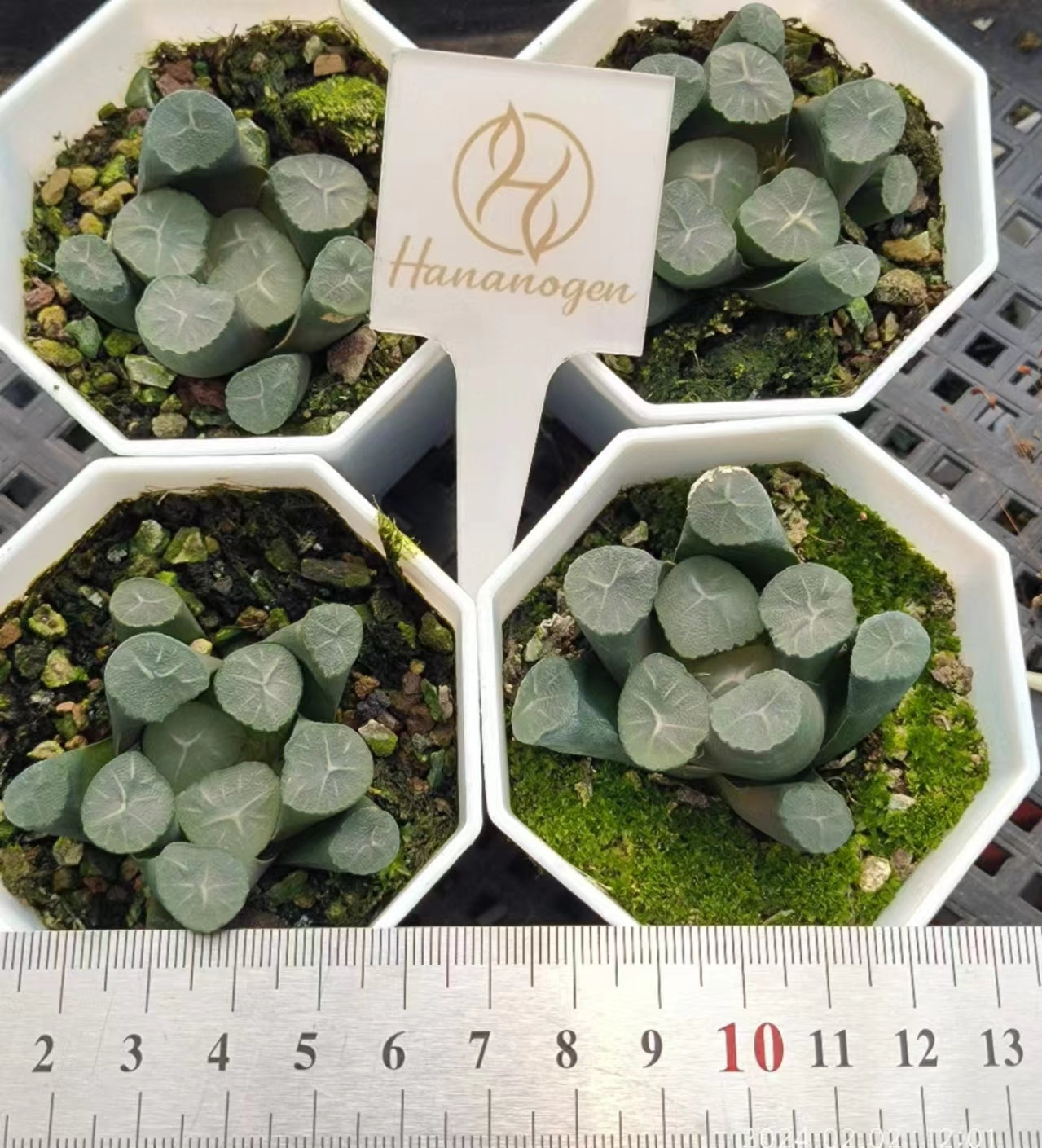 1437 神 竜 ジンリュウ