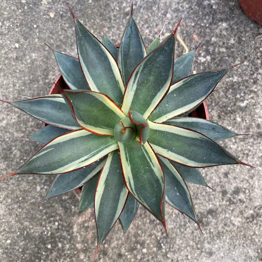 LJHH017 バーント バーガンディ' 錦（12cm pot）