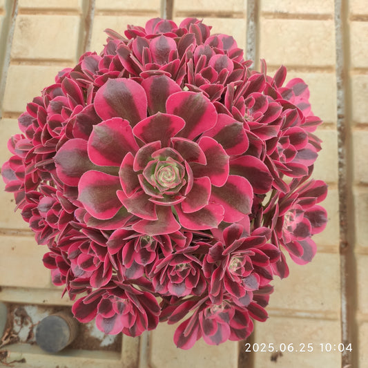 YS270 アエオニウムピンクガール（17cm pot）