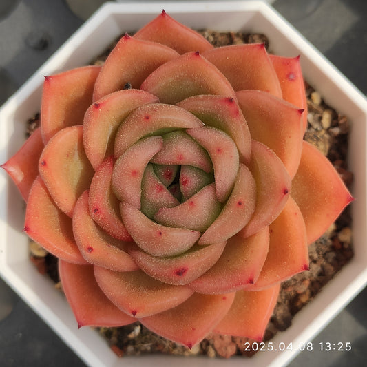 WWA363 シャンペーン Hyb（50cm pot）