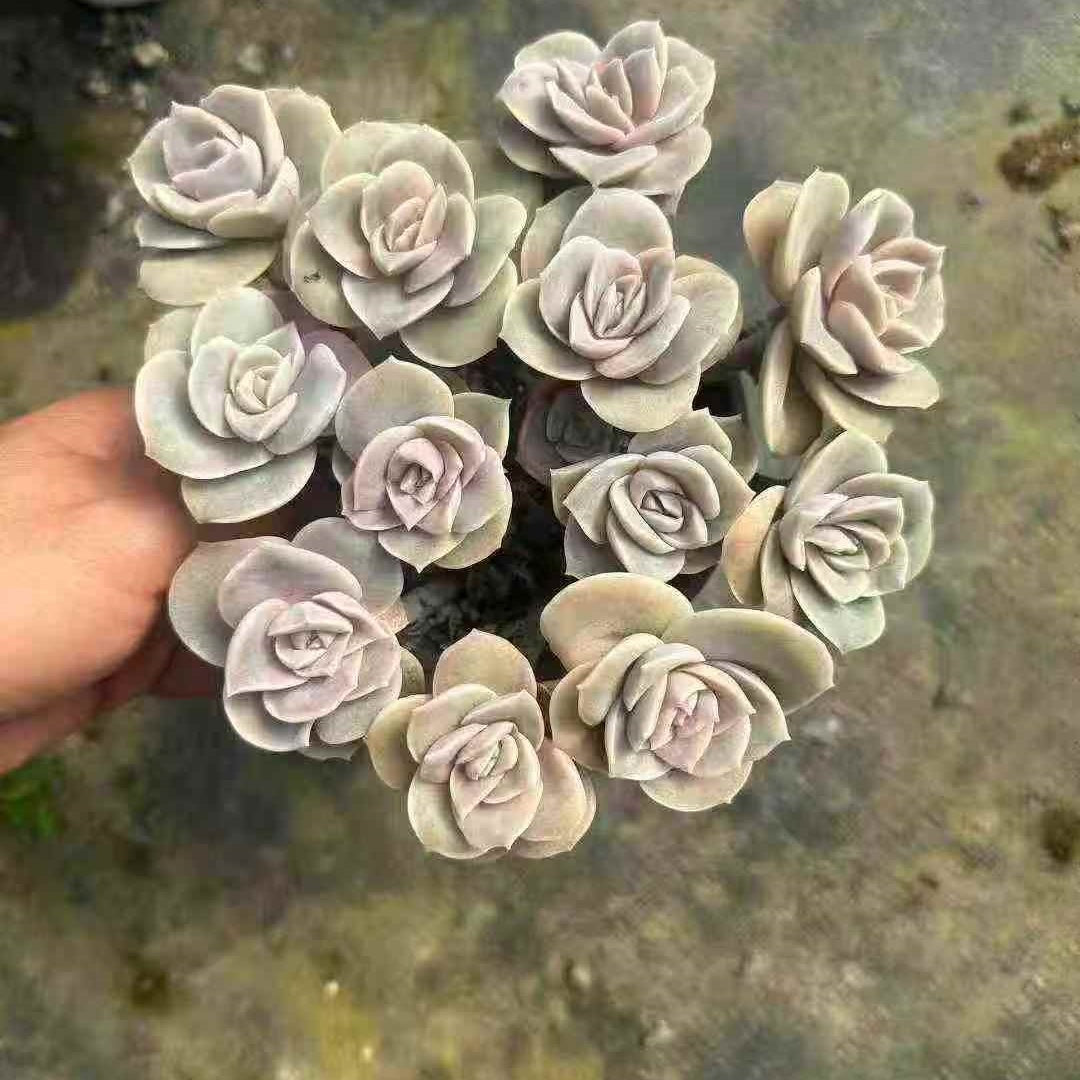 23658 ラブリーローズ（12cm pot）