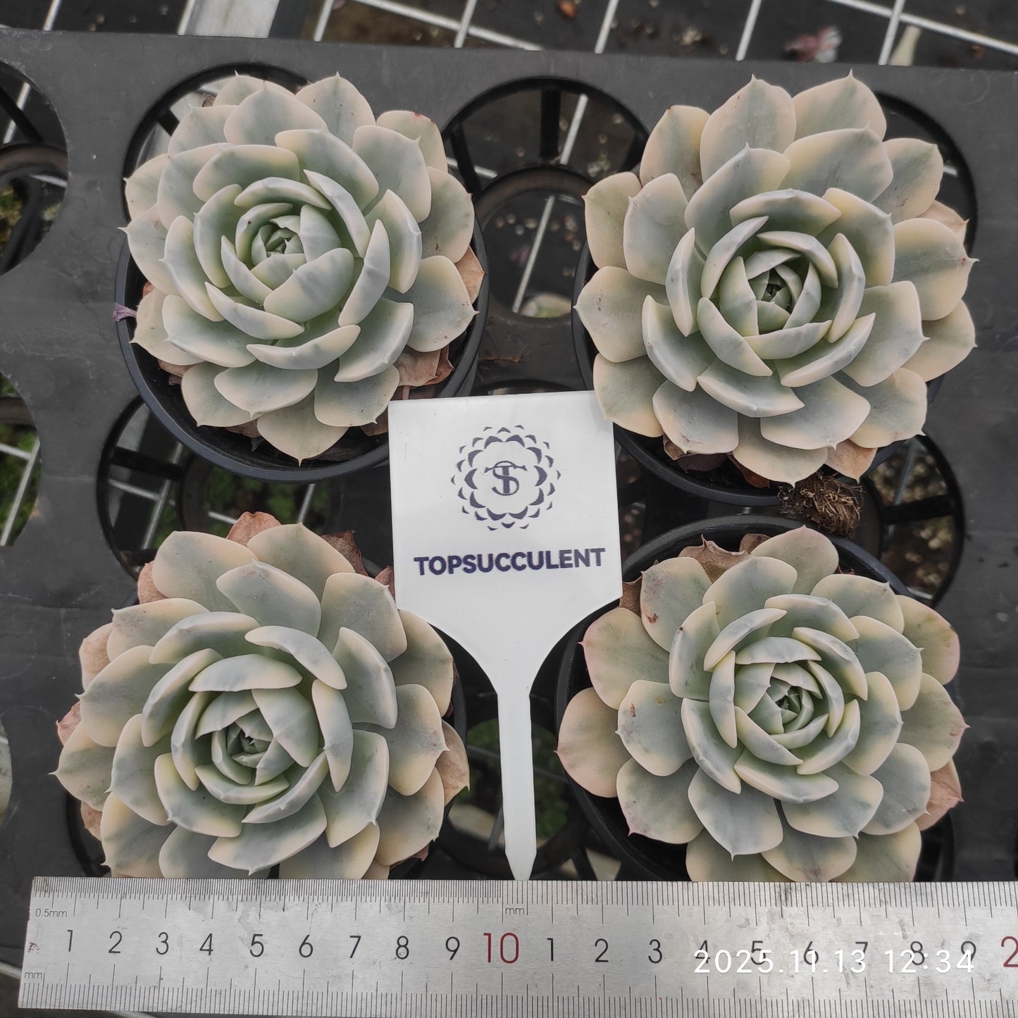 22455  マカベニア錦（9cm pot）