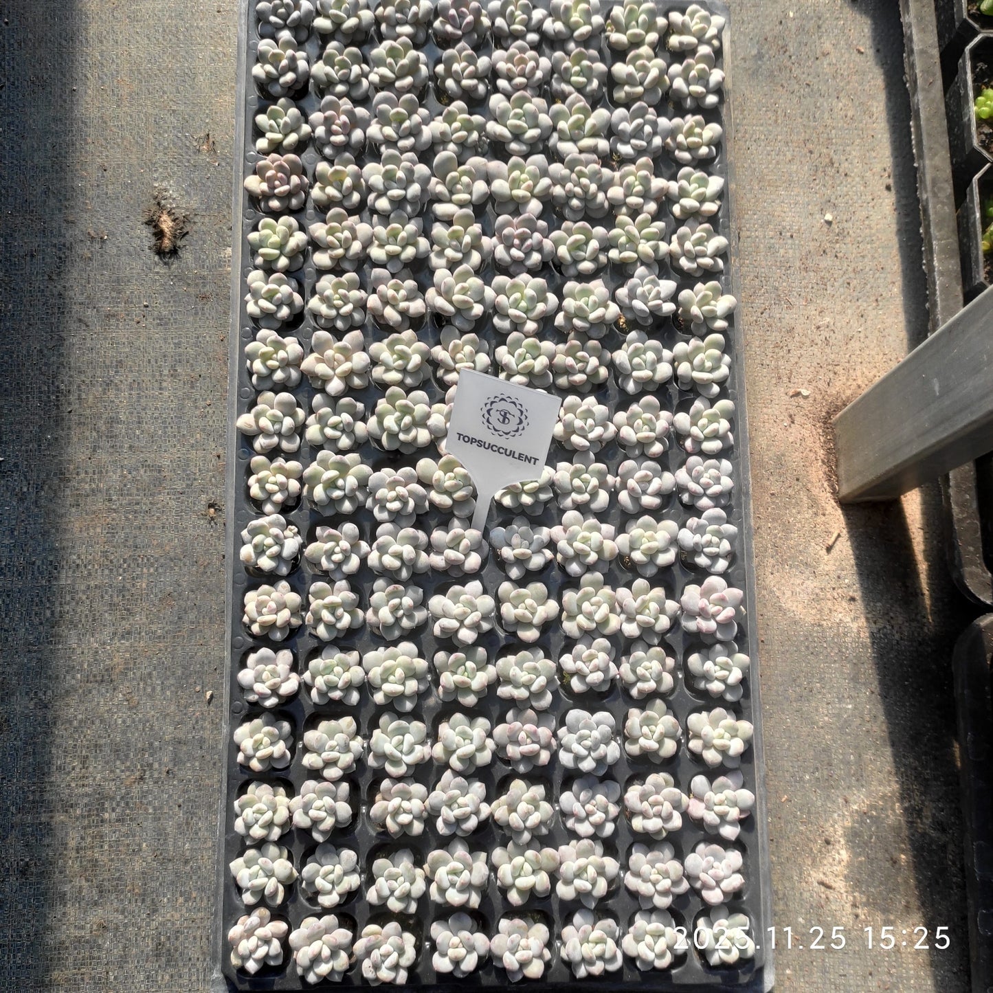 220581 オリジナルチーズ（3cm pot）（ポット苗）