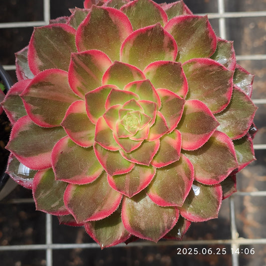 ON719 アータスコープ（12cm pot）