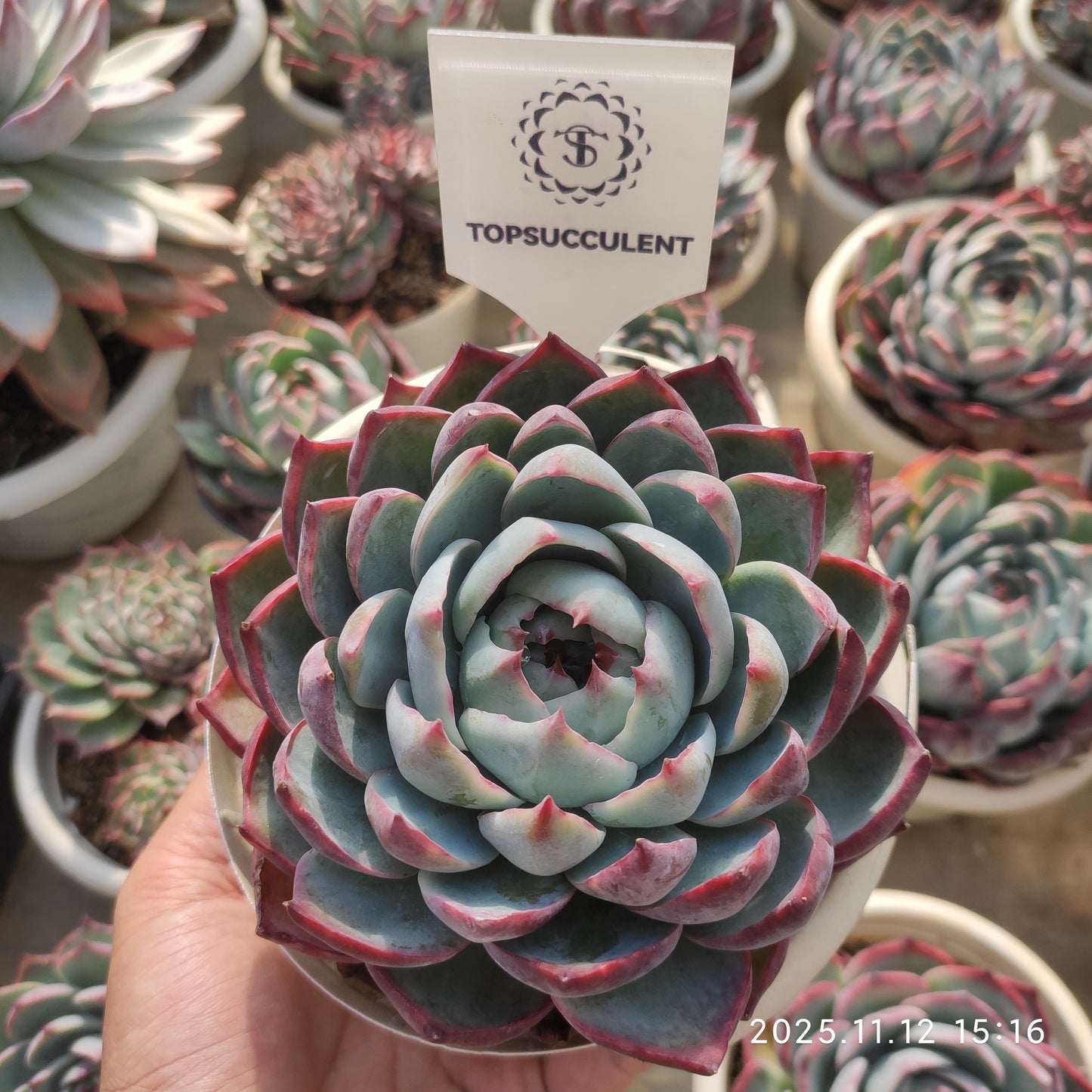 21064 カシオ（15cm pot）