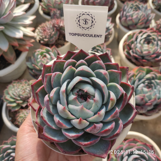 21064 カシオ（15cm pot）