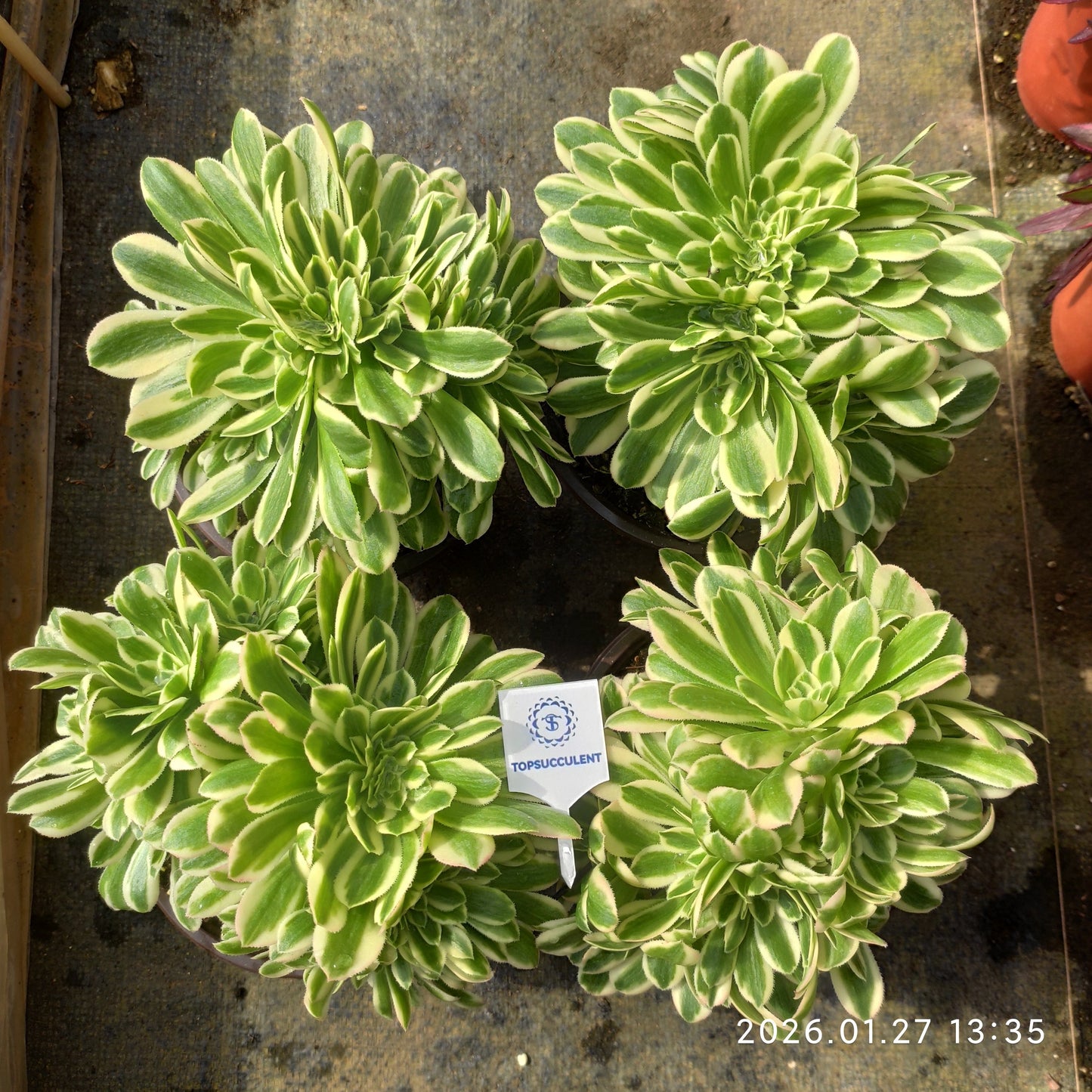 25469 アエオニウム　マバハ綴化