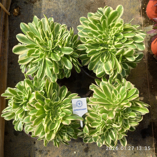 25469 アエオニウム　マバハ綴化