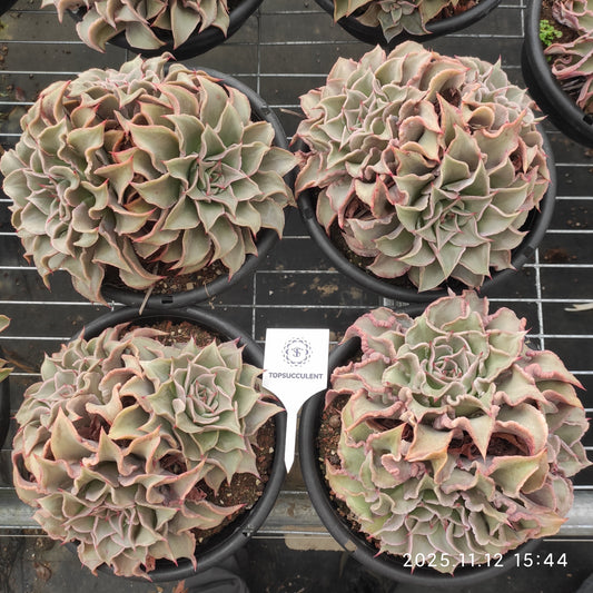 21069  マディバ（18cm pot）