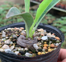 FGY002 ユーフォルビア バプレアーリフォリア (2cm pot)葉がなし