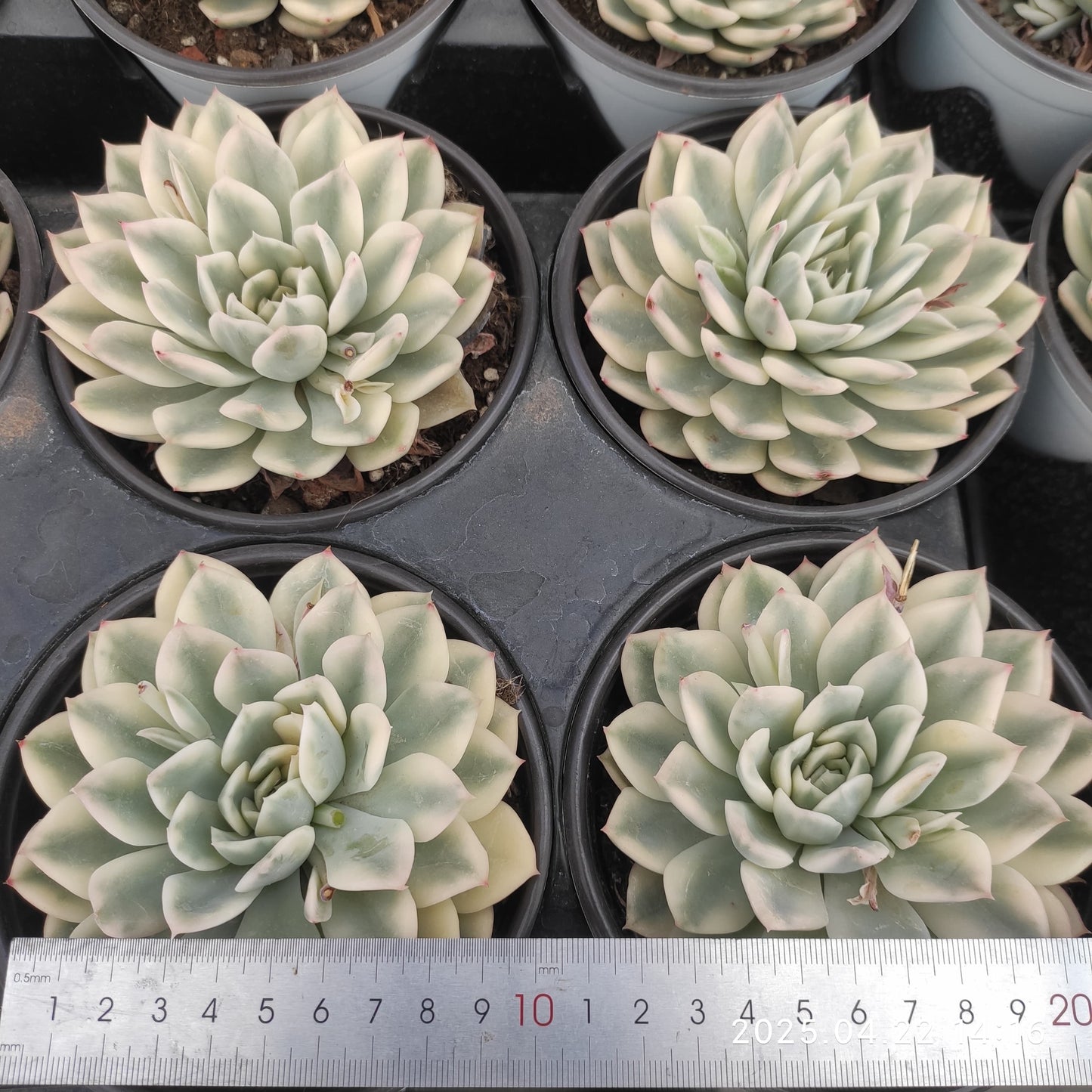MMY1037 ムーン　フェアリー錦（12cm pot）
