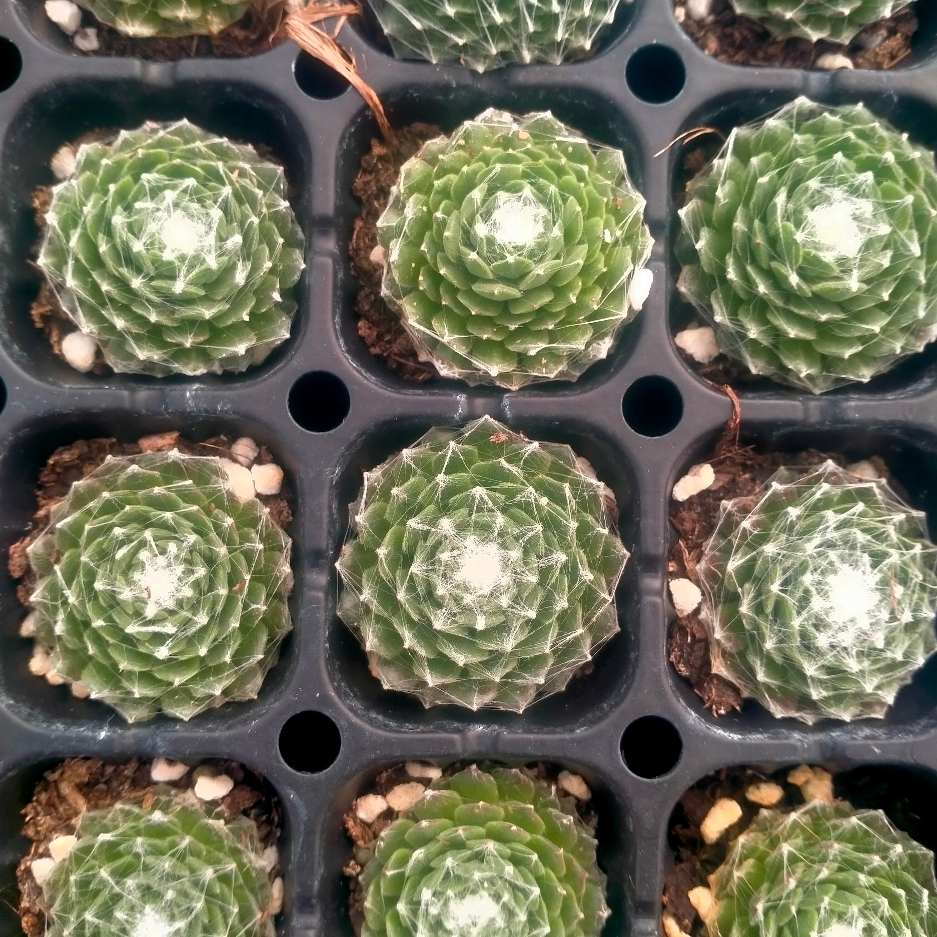 プラグトレー苗 20260101 – Top Succulent®