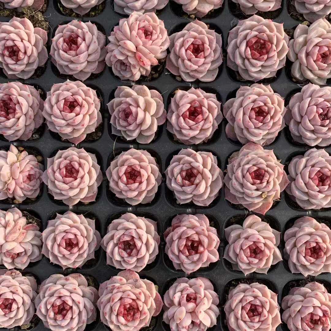 25402 レッドベルベット