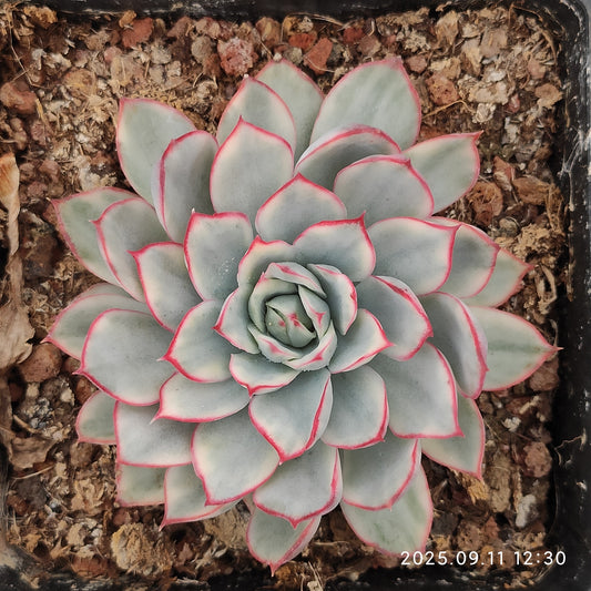 THH073 エスター錦（12cm pot）