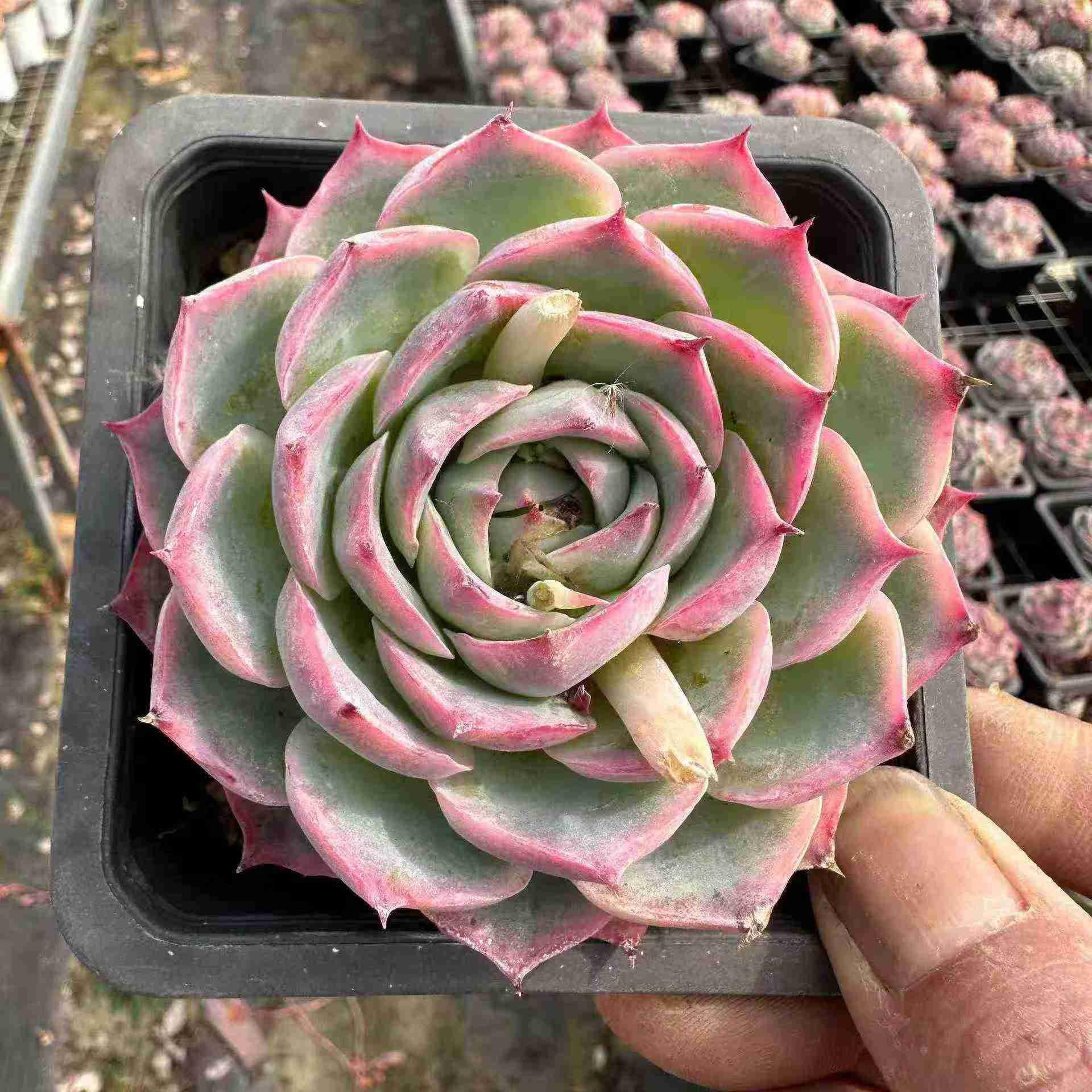 精選 単頭 20260604 – Top Succulent®