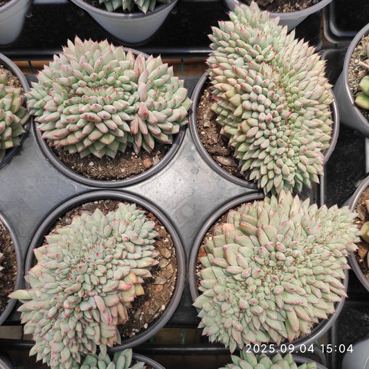 MMY1262 パフ綴化（12cm pot）