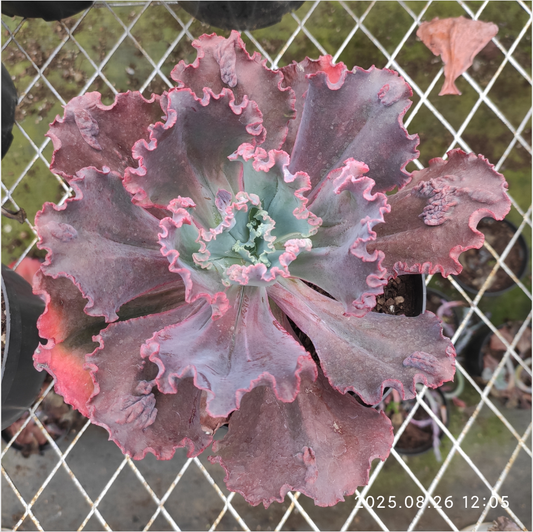 XY241 レッド　ドレス（16cm pot）