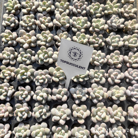 220581 オリジナルチーズ（3cm pot）（ポット苗）