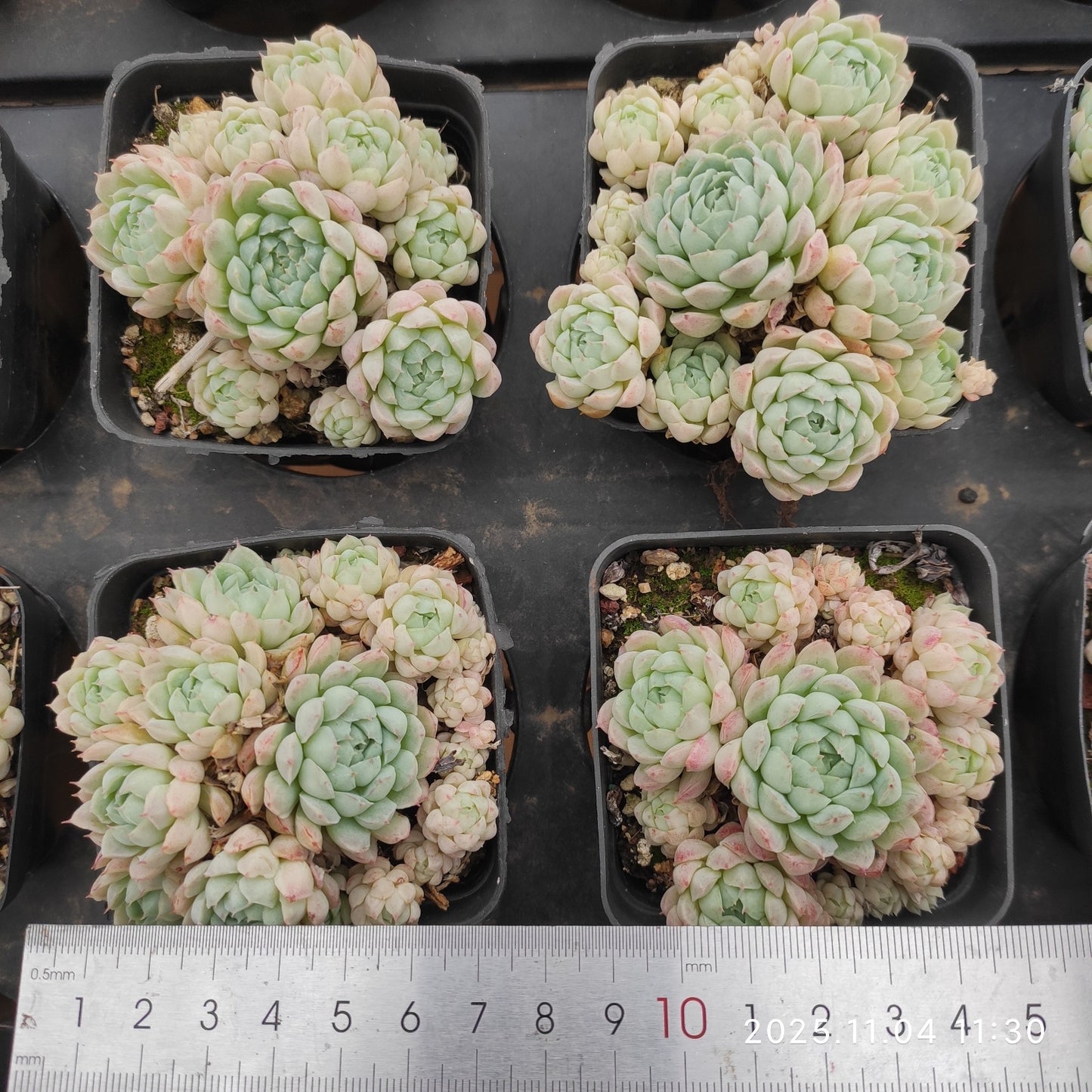 19952 ボールオブファット（7cm pot）