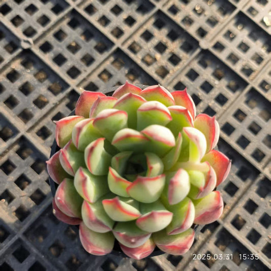 HH132 スモールランタン（5cm pot）