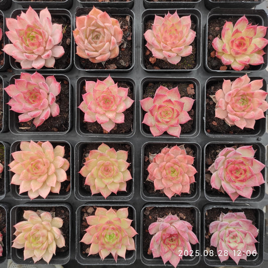 YBB195 リトルコンチ（5.5cm pot）