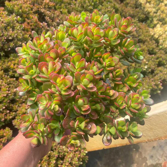 360021 オバッター　ミニマー