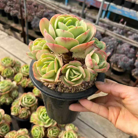 360036 ピーチプライド