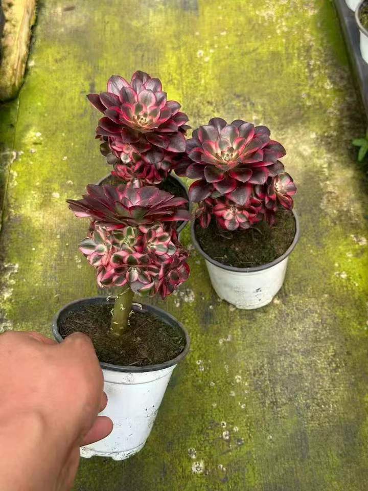 263691 アエオニウム　リナ