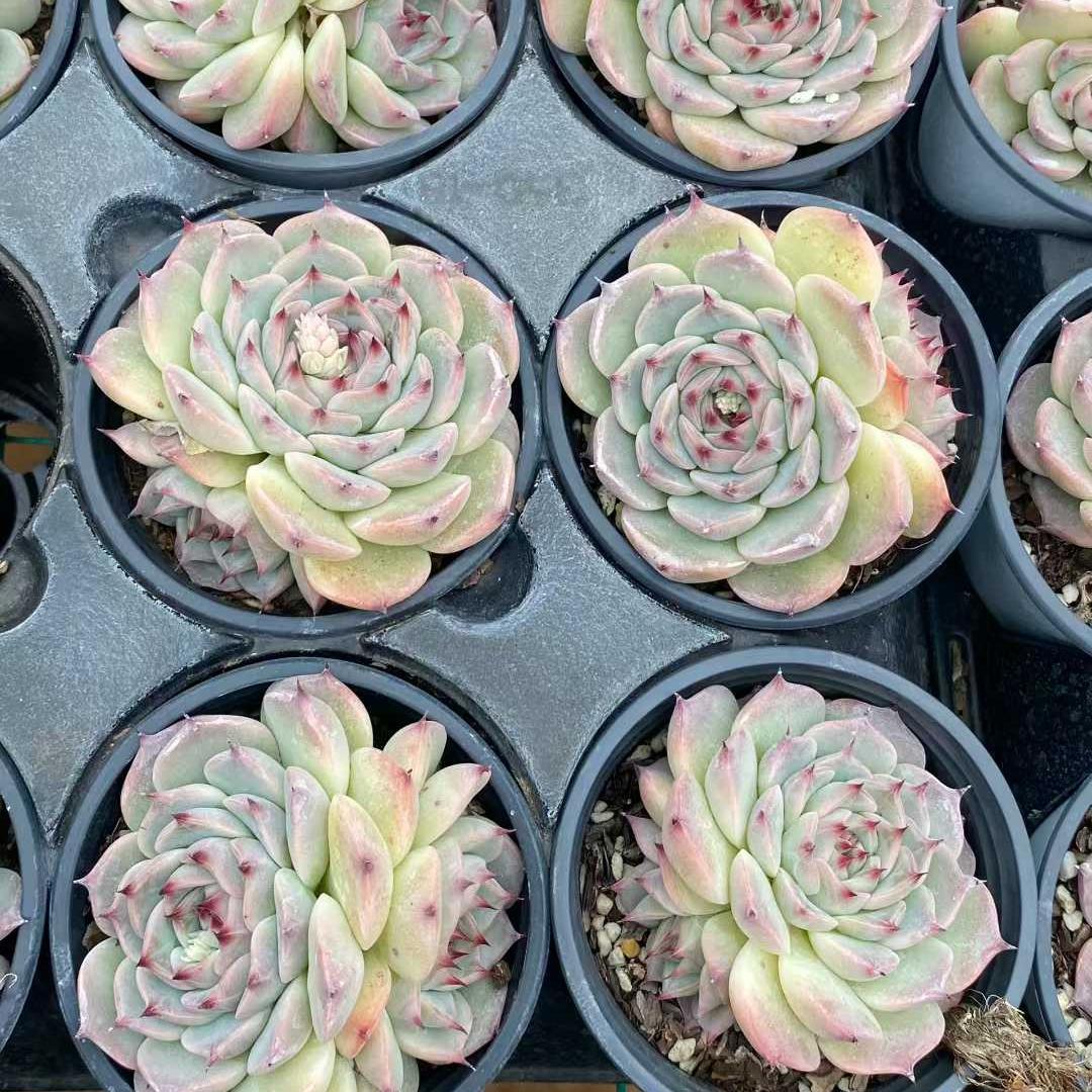 360009 オスカーベルベット