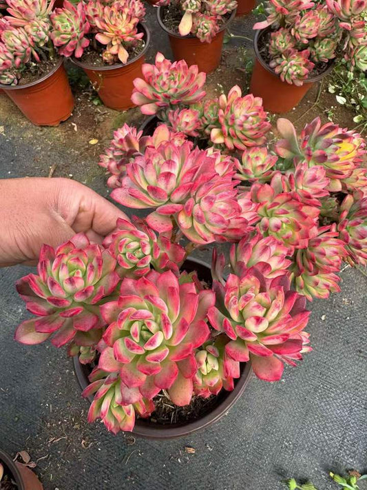 26489 ミニベル錦